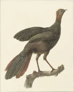 Crested guan (Penelope Purpurascens), 1759-1842. Creator: Pieter Bartholomeusz. Barbiers