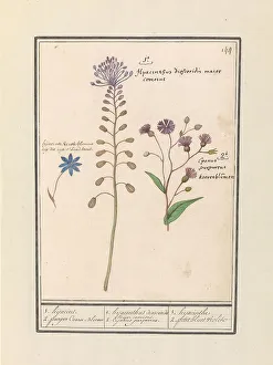Cornflower Prints: Crested Hyacinth (Muscari comosum) and Cornflower (Centaurie)