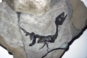 Paleontology Prints: Cretaceous Dinosaur fossil, Mesozoic era