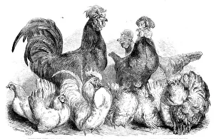Hens Prints: Crevecoeur fowls and Japanese bantams