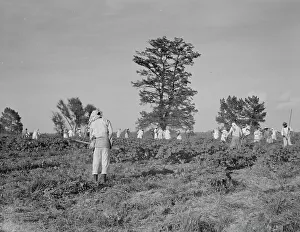 Hoeing Prints: A crew of 200 hoers were brought to the Aldridge Plantation to hoe cotton at a dollar a day