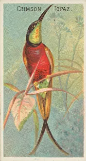 Tail Feather Prints: Crimson Topaz, from the Birds of the Tropics series (N5) for Allen &amp