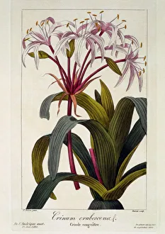 Plant Plants Prints: Crinum erubescens, pub. 1836. Creator: Panacre Bessa (1772-1846)