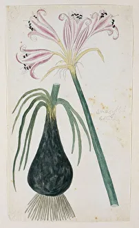 Root Prints: Crinum macowanii Baker, formerly Amaryllis belladonna (Cape coast lily)