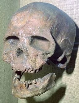 Cro-magnon skull
