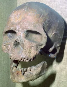 Origins Prints: Cro-magnon skull
