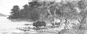 Crocodile Prints: Crocodile attempting to seize an Ox; Journey from the Senegal to the Niger