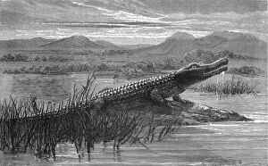 Hw Bates Gallery: Crocodile; Life in a South African Colony, 1875. Creator: Unknown