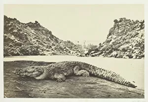 Crocodile on a Sand-Bank, 1857. Creator: Francis Frith