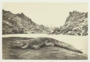 Nile Gallery: Crocodile on a Sand-Bank, 1857. Creator: Francis Frith
