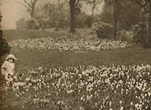 Crocus Gallery: The Crocus Carpet of Spring, c1935. Creator: Unknown