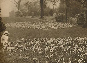 The Crocus Carpet of Spring, c1935. Creator: Unknown