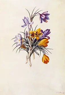 Crocuses, c. 1744 (hand coloured engraving)