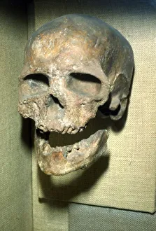 Human Prints: Cromagnon Skull Upper Paleolithic from France, c50, 000BC-c10, 000 BC