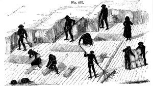 Binding Gallery: Crop rotation: harvesting corn, 1855