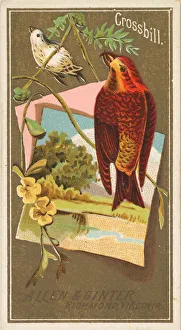 Crossbill, from the Birds of America series (N4) for Allen & Ginter Cigarettes Brands