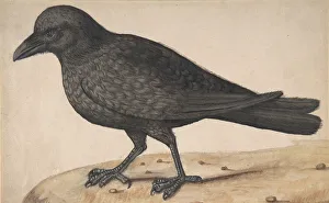 A Crow. Creator: Anon