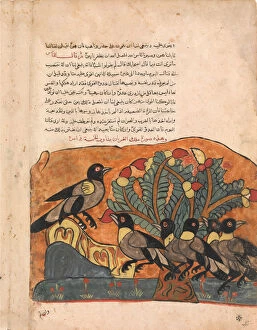 Anthropomorphic Collection: The Crow King Consults his Ministers, Folio from a Kalila wa Dimna, 18th century