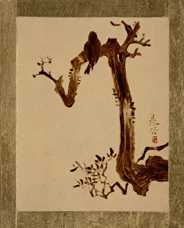 Shibata Zeshin Gallery: Crow on Tree. Creator: Shibata Zeshin