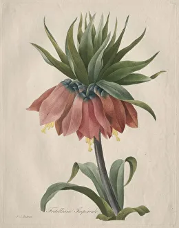 Henry Joseph Redouté Gallery: Crown Imperial Fritillary, 1827. Creator: Henry Joseph Redoute (French, 1766-1853)