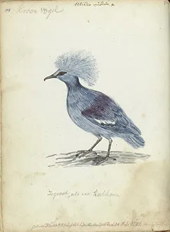 Pigeon Prints: Crowned Pigeon, 1786. Creator: Jan Brandes