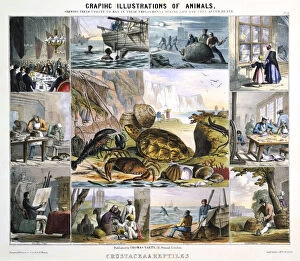 Images Dated 5th August 2005: Crustacea and Reptiles, c1850. Artist: Robert Kent Thomas