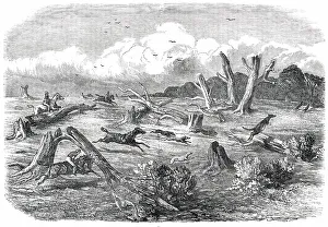 Colonists Prints: Full Cry, 1850. Creator: Unknown