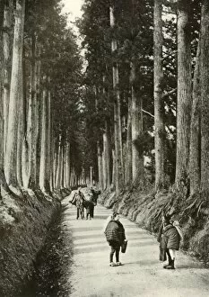 Herbert George Ponting Collection: The Cryptomerias at Nikko, 1910. Creator: Herbert Ponting