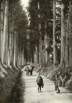The Cryptomerias at Nikko, 1910. Creator: Herbert Ponting