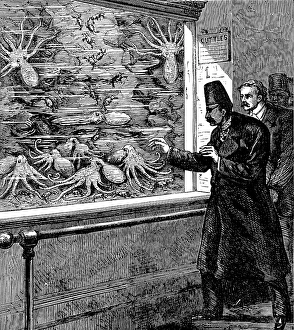 Aquarium Prints: At the Crystal Palace: feeding the cuttle-fish in the Aquarium, 1873. Creator: Unknown