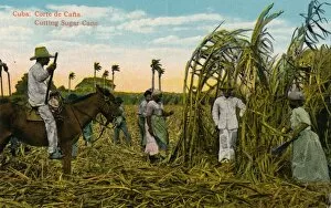 Sugar Cane Collection: Cuba: Corte de Cana. Cutting Sugar Cane, c1910