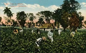 Plantation Worker Gallery: Cuba: Vega de tabaco. Tobacco Plantation, c1900