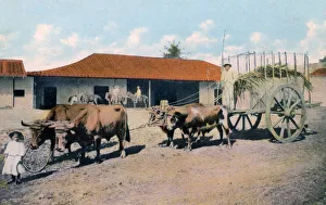 Oxen Prints: A Cuban ox team, early 20th century. Artist: Harris Bros & Co