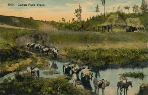 Pack Horse Prints: Cuban Pack Train, c1910