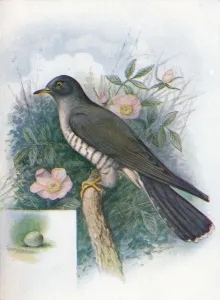 Cuckoo Prints: Cuckoo - Cuc ulus cano rus, c1910, (1910). Artist: George James Rankin