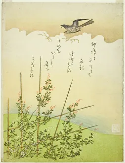 Trellis Prints: Cuckoo flying over deutzia flowers, Japan, c. 1766. Creator: Komatsuya Hyakki