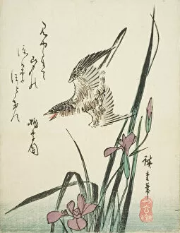 Ando Utagawa Hiroshige Collection: Cuckoo flying over iris, 1830s. Creator: Ando Hiroshige