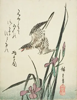 Cuckoo Prints: Cuckoo flying over iris, 1830s. Creator: Ando Hiroshige