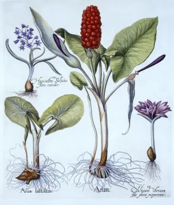 German School 17th Century Prints: Cuckoo Pint, Spring Meadow Saffron