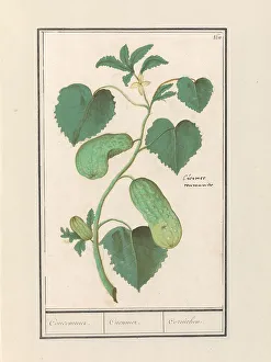 Cucumber Prints: Cucumber (Cucumis sativus), 1596-1610. Creators: Anselmus de Boodt, Elias Verhulst