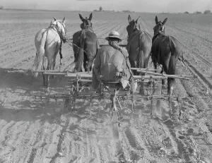 Cultivating Prints: Cultivating beans with a four-row cultivator