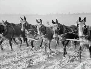 Cultivating Prints: Cultivating cotton cooperatively at Lake Dick, Arkansas, 1938. Creator: Dorothea Lange