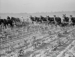 Cultivating Prints: Cultivating cotton cooperatively at Lake Dick, Arkansas, 1938. Creator: Dorothea Lange