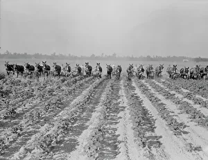 Furrows Prints: Cultivating cotton at Lake Dick project, Arkansas, 1938. Creator: Dorothea Lange