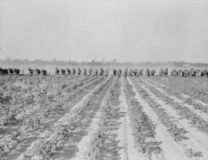 Cultivating Prints: Cultivating cotton at Lake Dick project, Arkansas, 1938. Creator: Dorothea Lange