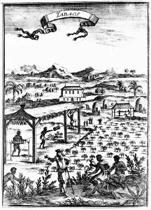 Plantation Worker Prints: Cultivating and curing tobacco in West Indies using slave labour, 1686