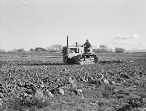 Potatoes Prints: Cultivating potato field, California, 1939. Creator: Dorothea Lange