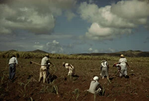 Sugar Cane Collection: Cultivating sugar cane on the Virgin Islands Company land, vicinity of Bethlehem, Saint Croix, 1941