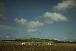 Cultivating sugar cane on the Virgin Islands Company land, vicinity of Bethlehem, St. Croix, 1941. Creator: Jack Delano