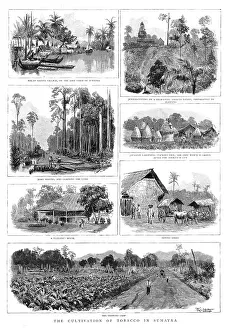 Crops Prints: The Cultivation of Tobacco in Sumatra, 1890. Creator: T Griffiths